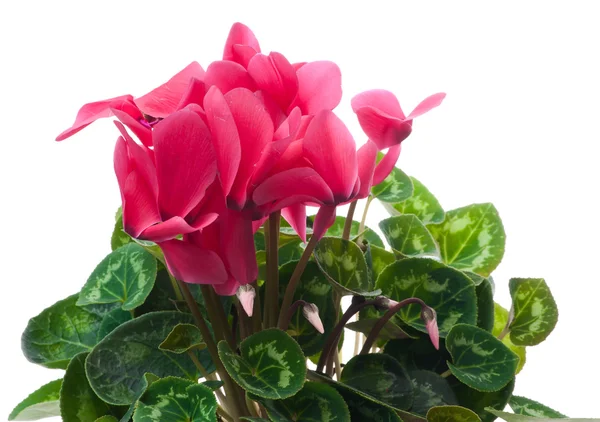 Cyclamen — Stockfoto