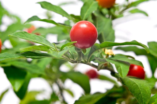 Decorative poisonous peppers — Stock Photo, Image