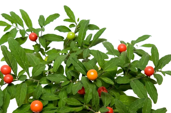 Pimentos venenosos decorativos — Fotografia de Stock