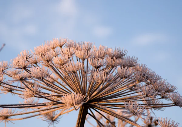 Sonbahar hoarfrost — Stok fotoğraf