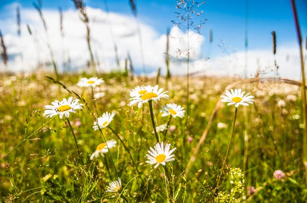 Daisy on a meadow Stock Image