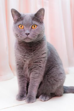 İngiliz kedi