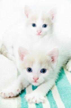 küçük yavru kedi