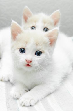 küçük yavru kedi