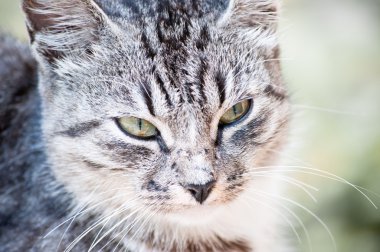 küçük vahşi kedi