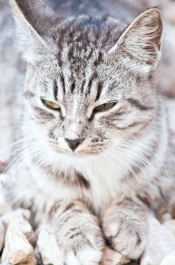 küçük vahşi kedi