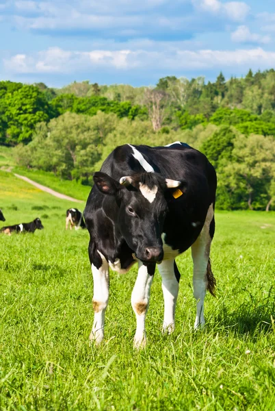 Pastagens de vacas — Fotografia de Stock