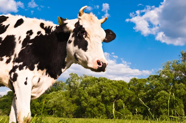 Cow grazes — Stock Photo, Image