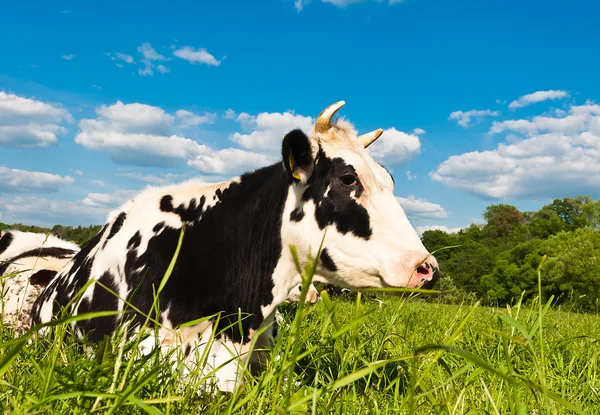 Cow grazes — Stock Photo, Image