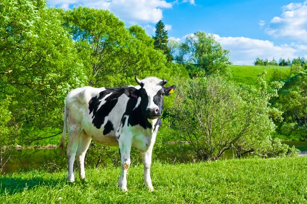 Pâturages de vaches — Photo