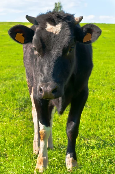 Cow grazes — Stock Photo, Image