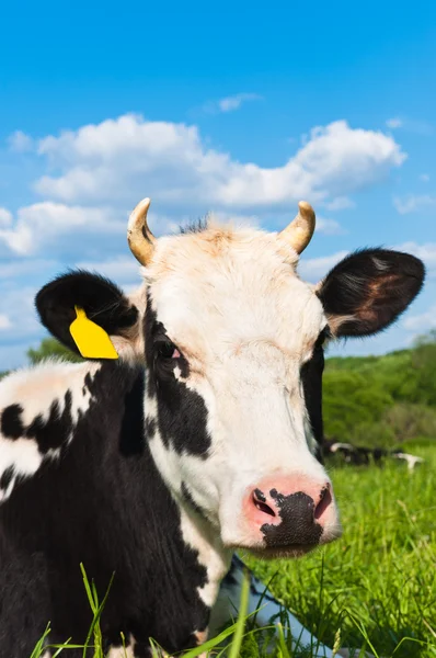 Cow grazes — Stock Photo, Image