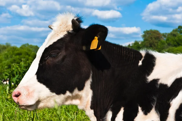 Cow grazes — Stock Photo, Image
