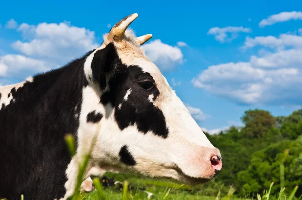 Cow grazes — Stock Photo, Image