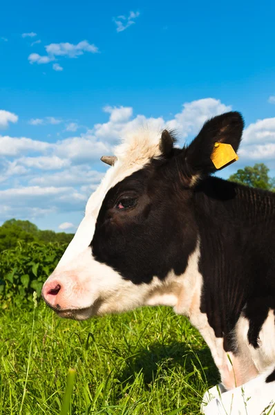 Pastagens de vacas — Fotografia de Stock