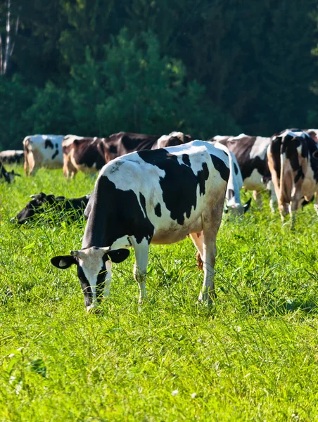 Cow grazes — Stock Photo, Image