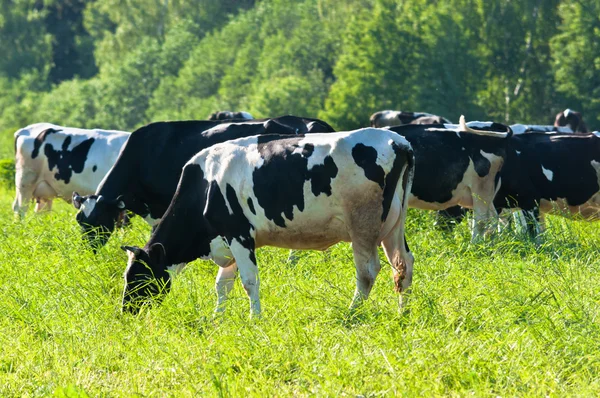 Pastoreo de vacas —  Fotos de Stock