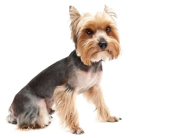 Yorkshire terrier — Photo