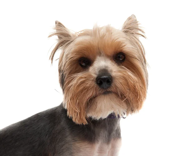 Yorkshire terrier — Photo