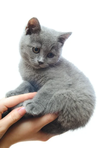 Kotek w jego rękach — Zdjęcie stockowe