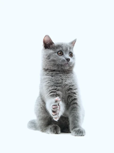 Den brittiska katten — Stockfoto