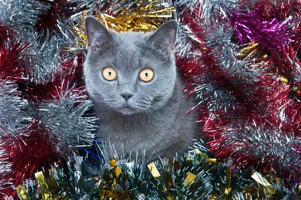 The British cat Christmas — Stock Photo, Image