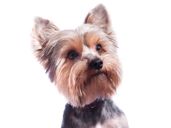 Yorkshire terrier — Fotografia de Stock