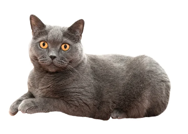 İngiliz kedi — Stok fotoğraf