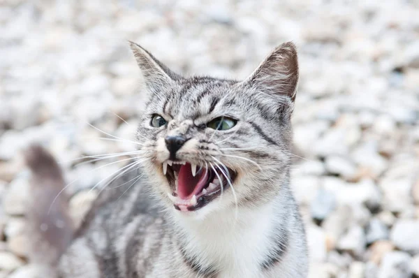 Gato selvagem — Fotografia de Stock