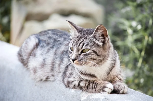 年轻野生猫 — 图库照片