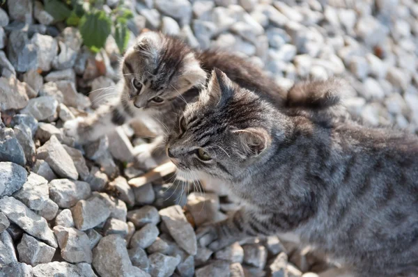 猫和小猫 — 图库照片