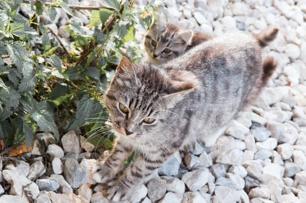 猫和小猫 — 图库照片