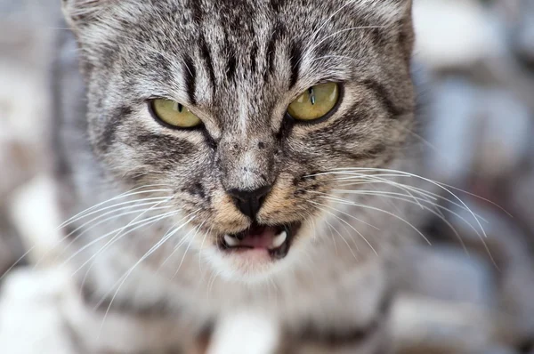 Den brittiska katten — Stockfoto