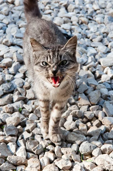 El gato británico — Foto de Stock