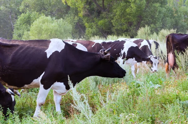 Pastoreo de vacas —  Fotos de Stock