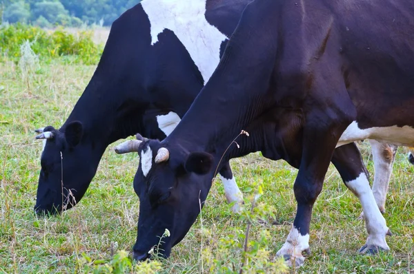 Pastoreo de vacas — Foto de Stock