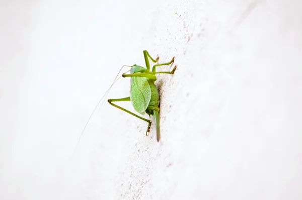 Green locust — Stock Photo, Image