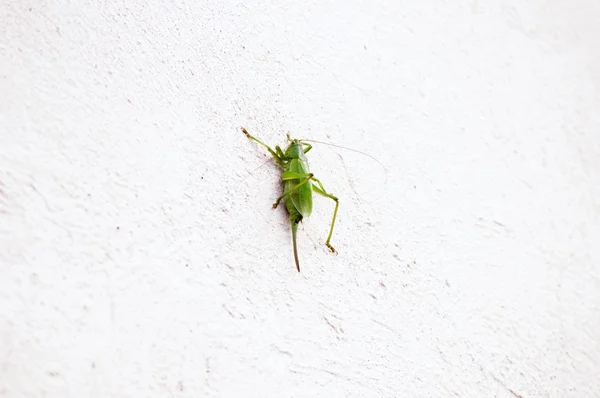 Green locust — Stock Photo, Image