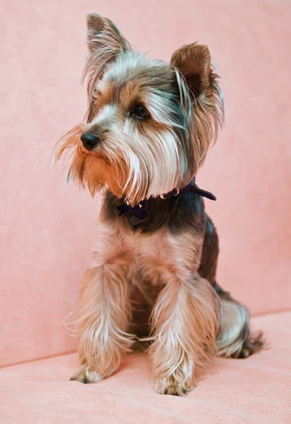 Yorkshire terrier — Photo