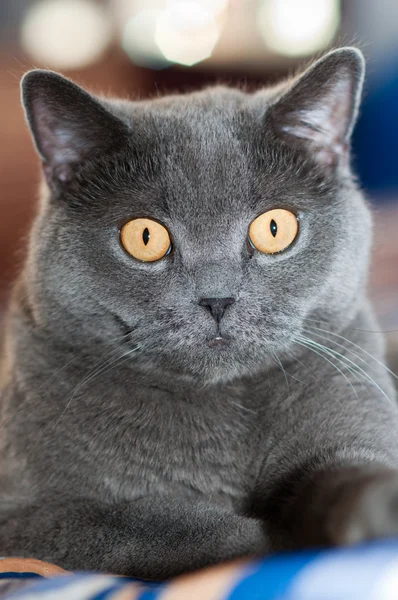 Die britische Katze — Stockfoto