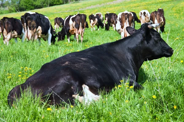 Pastoreo de vacas —  Fotos de Stock