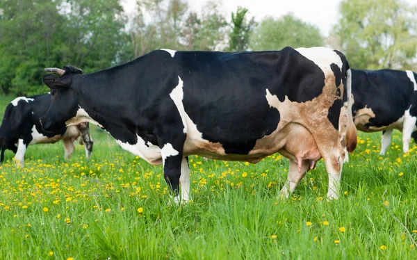 Pastoreo de vacas —  Fotos de Stock