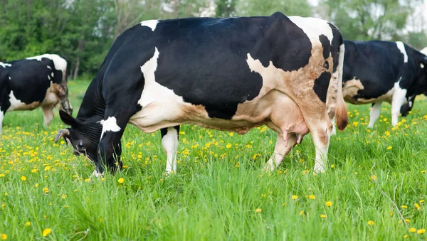 Cow grazes — Stock Photo, Image