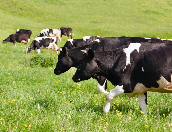 Pastagens de vacas — Fotografia de Stock