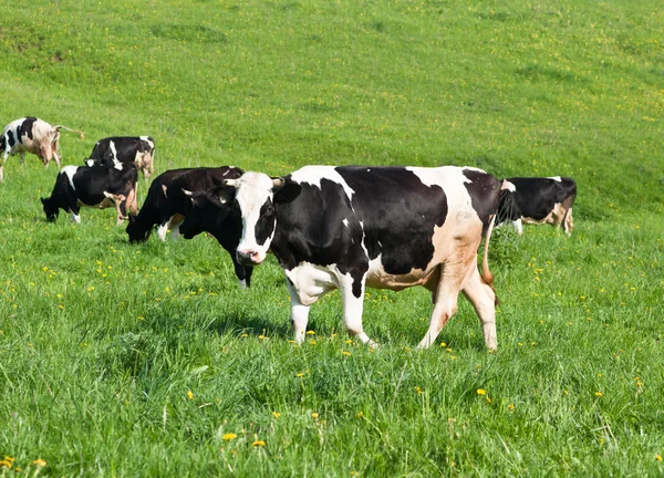 Pastagens de vacas — Fotografia de Stock