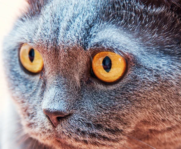 El gato británico — Foto de Stock