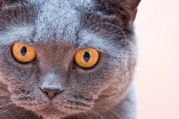 El gato británico — Foto de Stock