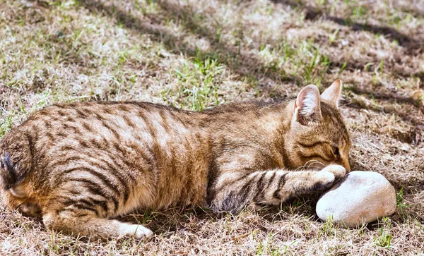 Katt på jorden — Stockfoto