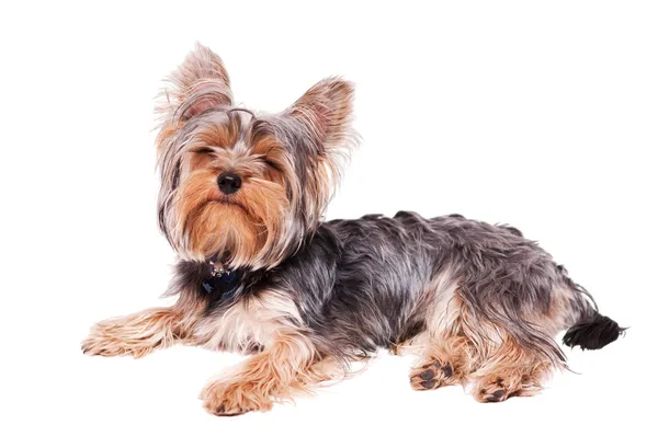 Yorkshire Terrier — Stockfoto