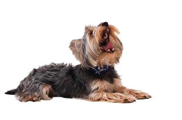 Yorkshire terrier —  Fotos de Stock